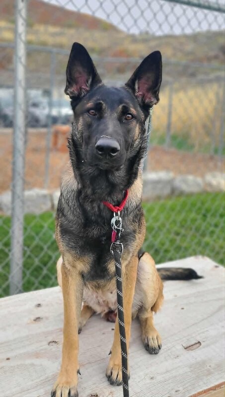 Picture of the Animal Listed